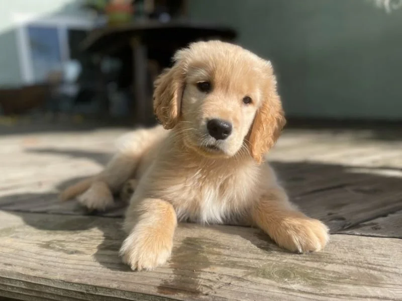 About — Tamalpais Goldens